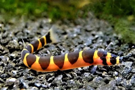 breeding kuhli loach